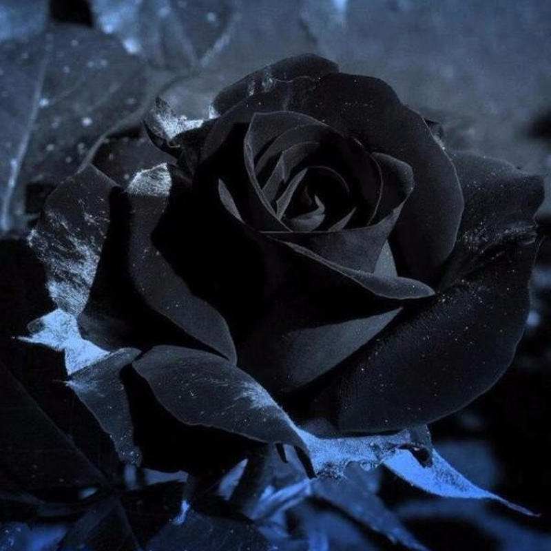 Rosa Nera ⤕ 🌹🖤 – Poesia della notte